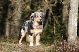 BERGER AUSTRALIEN PUPPIES 624